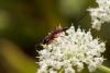 239852 – Photo : Pierre Duhem – France (73)