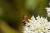 239851 – Photo : Pierre Duhem – France (73)