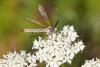 239967 – Photo : Pierre Duhem – France (73)