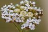 239921 – Photo : Pierre Duhem – France (73)