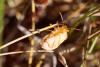 239986 – Photo : Pierre Duhem – France (73)