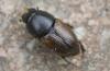 239200 – Photo : alain Roujas – France (31)