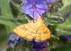 239983 – Photo : Kilien de Chateauvieux – France (95)