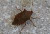 239081 – Photo : Patrick ORVANE – France (02)