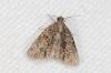 239343 – Photo : Fabricius – France (13)