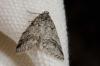 239676 – Photo : Fabricius – France (13)