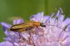 239215 – Photo : Bernard Saquet – Autriche