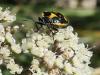 239671 – Photo : Franck Buron – France (01)