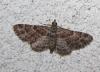239950 – Photo : alain Roujas – France (31)