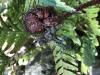 Libellula depressa