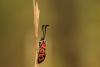239730 – Photo : Hermann Hubert-Dudoit – France (34)