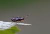 239782 – Photo : Marc Solari – France (68)