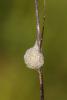 239871 – Photo : Daniel Ventard – France (71)
