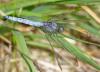 239593 – Photo : Pierre SENGEZ – France (60)