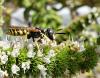 Philanthus triangulum