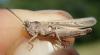 Omocestus rufipes