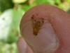 239767 – Photo : Mathieu T'Flachebba – France (60)