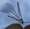 239294 – Photo : Guénael Hallart – France (02)