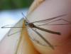 239295 – Photo : Guénael Hallart – France (02)