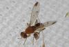 239926 – Photo : Guénael Hallart – France (02)