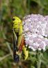 239255 – Photo : N. Vansieleghem – France (26)