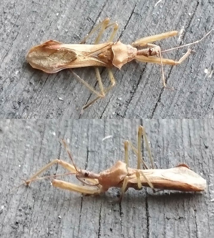 Pascal Dubois - Nagusta goedelii - réf. 239022 (719 x 800 pixels, 183 ko)