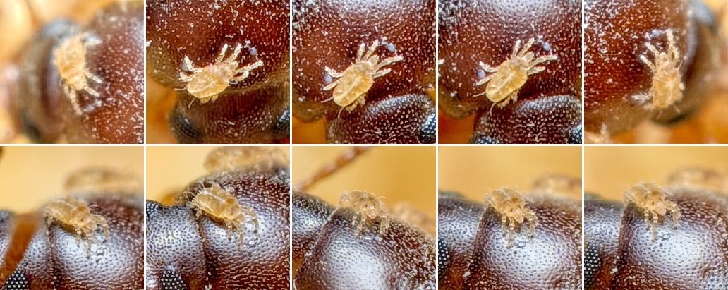 Pierre Bornand - Ereynetes sp. - réf. 239143 (1032 x 411 pixels, 131 ko)