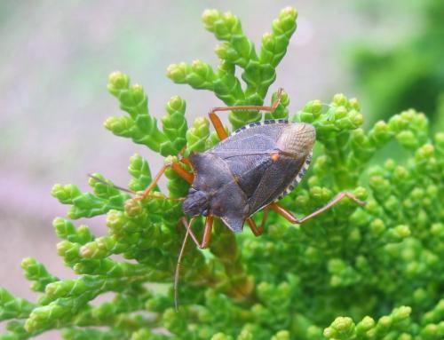 Pentatoma rufipes
