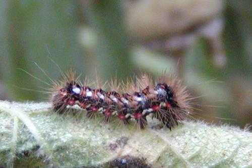 Acronicta rumicis