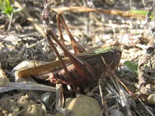 Réf. 24 112 : Platycleis sp.