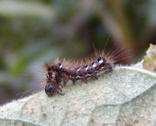 Acronicta rumicis