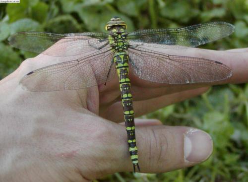 Aeshna cyanea
