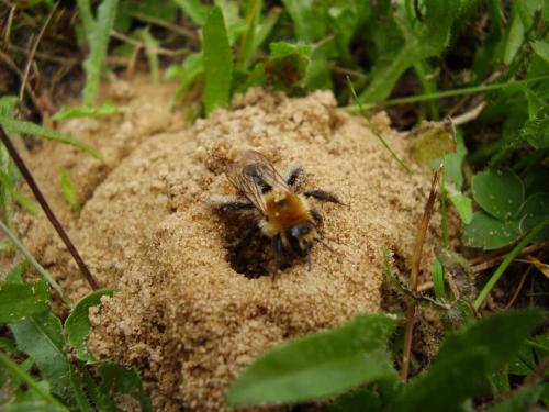 Dasypoda argentata