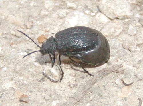 Galeruca sp.