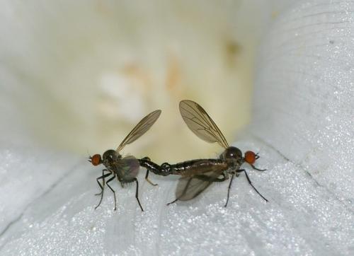 Hybos culiciformis
