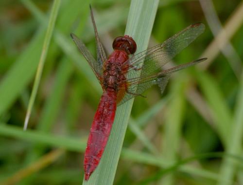 Réf. 24 043 : Crocothemis erythraea