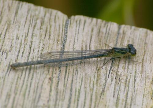 Ischnura elegans