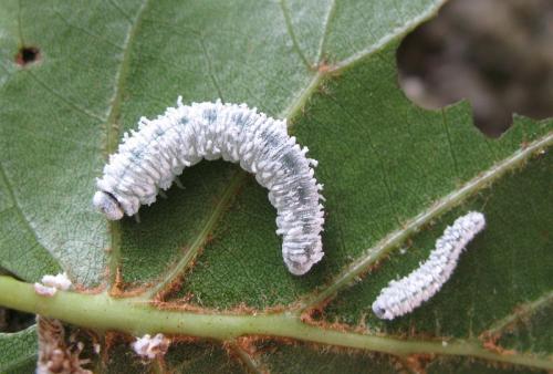 Réf. 24 273 : Eriocampa ovata