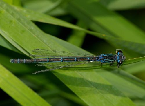 Coenagrion sp.