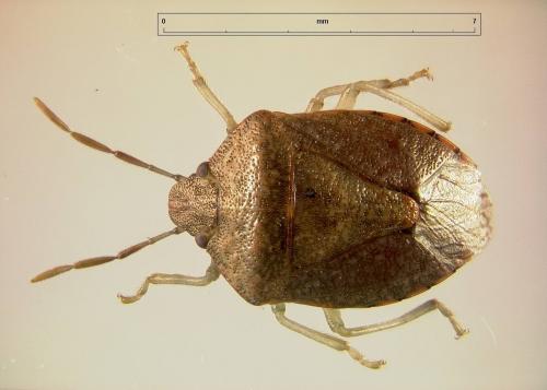 Dryadocoris apicalis