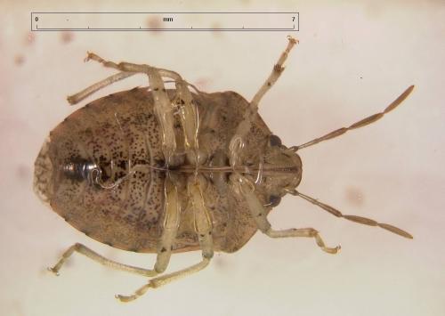 Réf. 24 258 : Dryadocoris apicalis