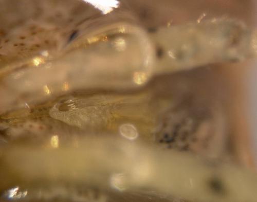 Réf. 24 259 : Dryadocoris apicalis