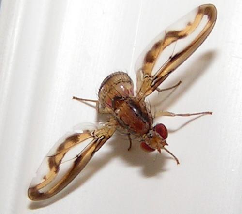 Toxoneura muliebris