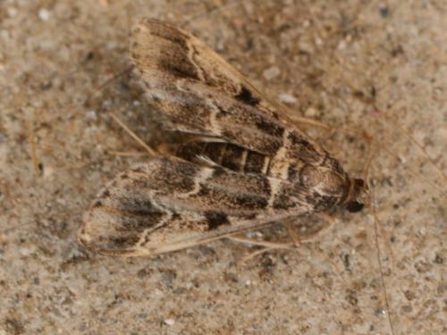 Réf. 24 120 : Duponchelia fovealis