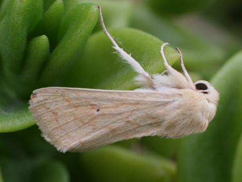 Mythimna vitellina