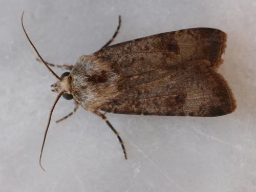 Agrotis segetum