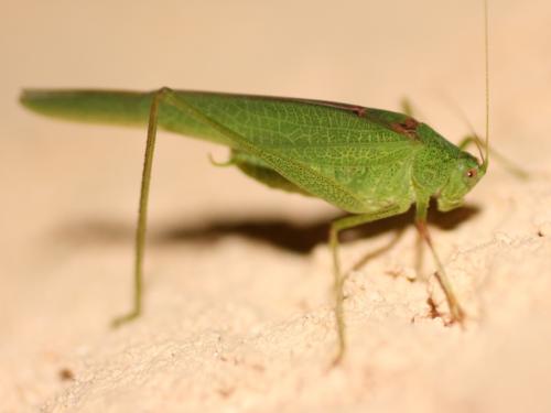 Phaneroptera nana