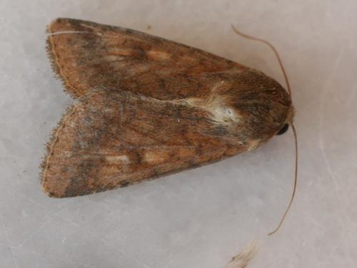 Helicoverpa armigera