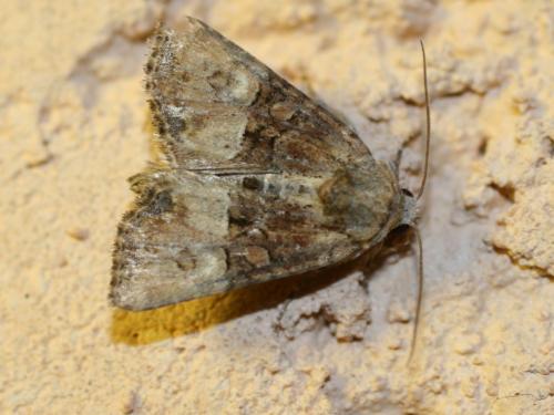 Mesoligia furuncula