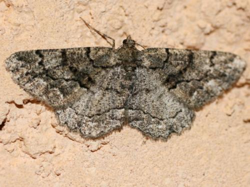 Réf. 24 716 : Peribatodes ilicaria